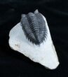 Inch Coltraneia Trilobite - Tower Eyes #2956-3